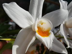 Coelogyne mooreana