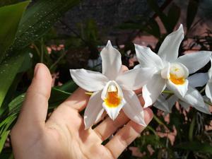 Coelogyne mooreana