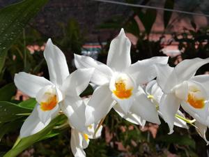 Coelogyne mooreana