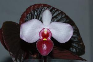 Paphiopedilum delenatii