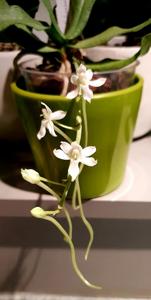 Aerangis somalensis