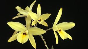 Laelia aurea