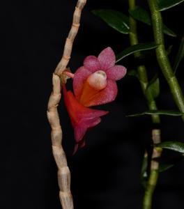 Dendrobium convexipes