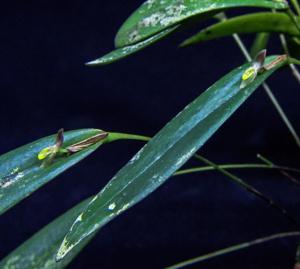 Pleurothallis discoidea
