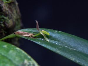 Pleurothallis discoidea