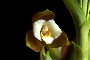 Lycaste dowiana