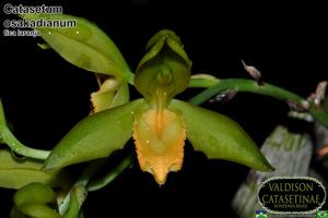 Catasetum osakadianum