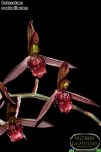 Catasetum osakadianum