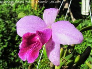 Cattleya bicalhoi