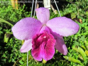 Cattleya bicalhoi