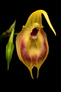 Masdevallia pinocchio