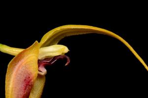 Masdevallia pinocchio