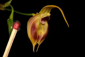 Masdevallia pinocchio