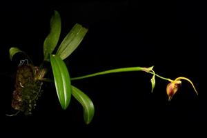 Masdevallia pinocchio