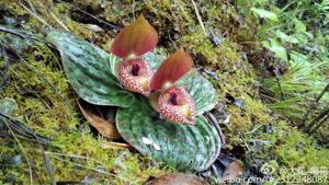 Cypripedium lichiangense