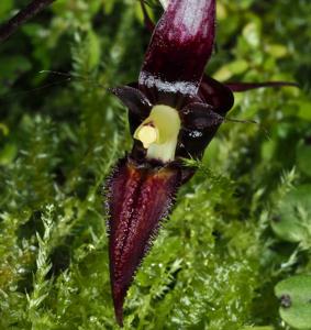 Bulbophyllum pristis