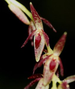 Pleurothallis loranthophylla