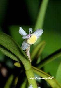 Dendrobium taylorii