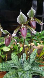 Paphiopedilum superbiens