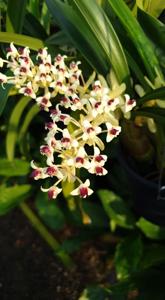 Pinalia cylindrostachya