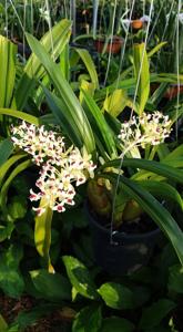 Pinalia cylindrostachya