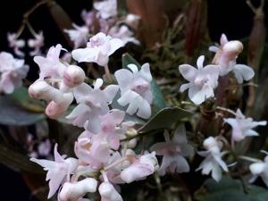 Dendrobium aberrans