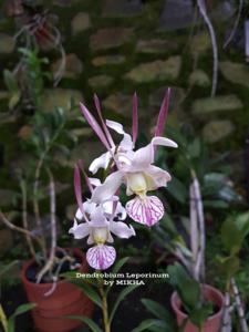 Dendrobium leporinum