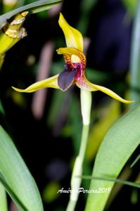 Maxillaria cucullata