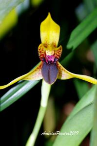 Maxillaria cucullata