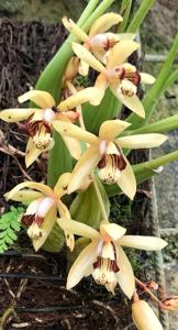 Coelogyne tomentosa