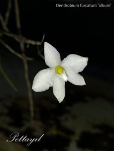 Dendrobium furcatum