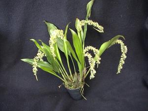 Coelogyne bigibbosa