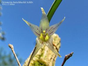 Octomeria hatschbachii