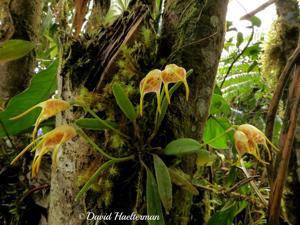 Masdevallia geminiflora