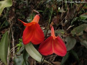 Masdevallia racemosa