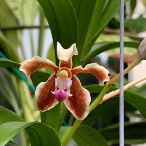 Vanda celebica