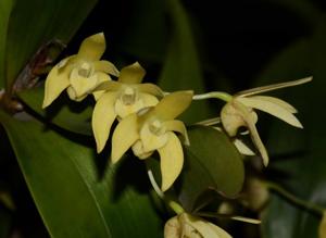 Dendrobium adae