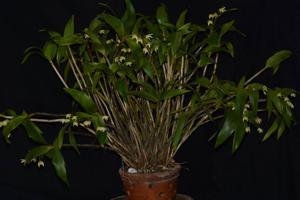 Dendrobium adae