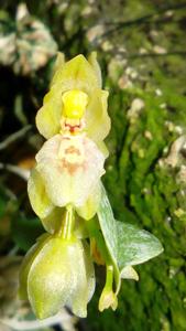 Leochilus scriptus