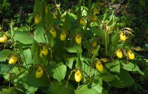 Cypripedium parviflorum var. pubescens