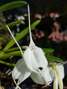 Masdevallia tovarensis