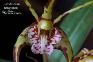 Dendrobium tetragonum