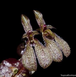 Bulbophyllum polliculosum