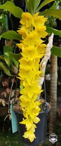 Cycnoches herrenhusanum