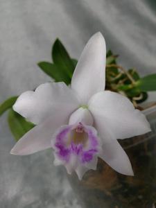 Cattleya alaorii