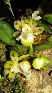 Gastrochilus formosanus