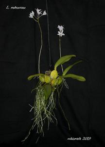 Laelia rubescens