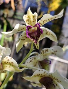 Dendrobium atroviolaceum