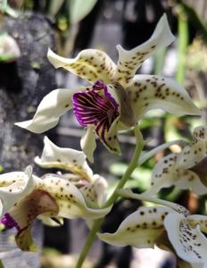 Dendrobium atroviolaceum