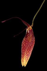 Restrepia guttulata